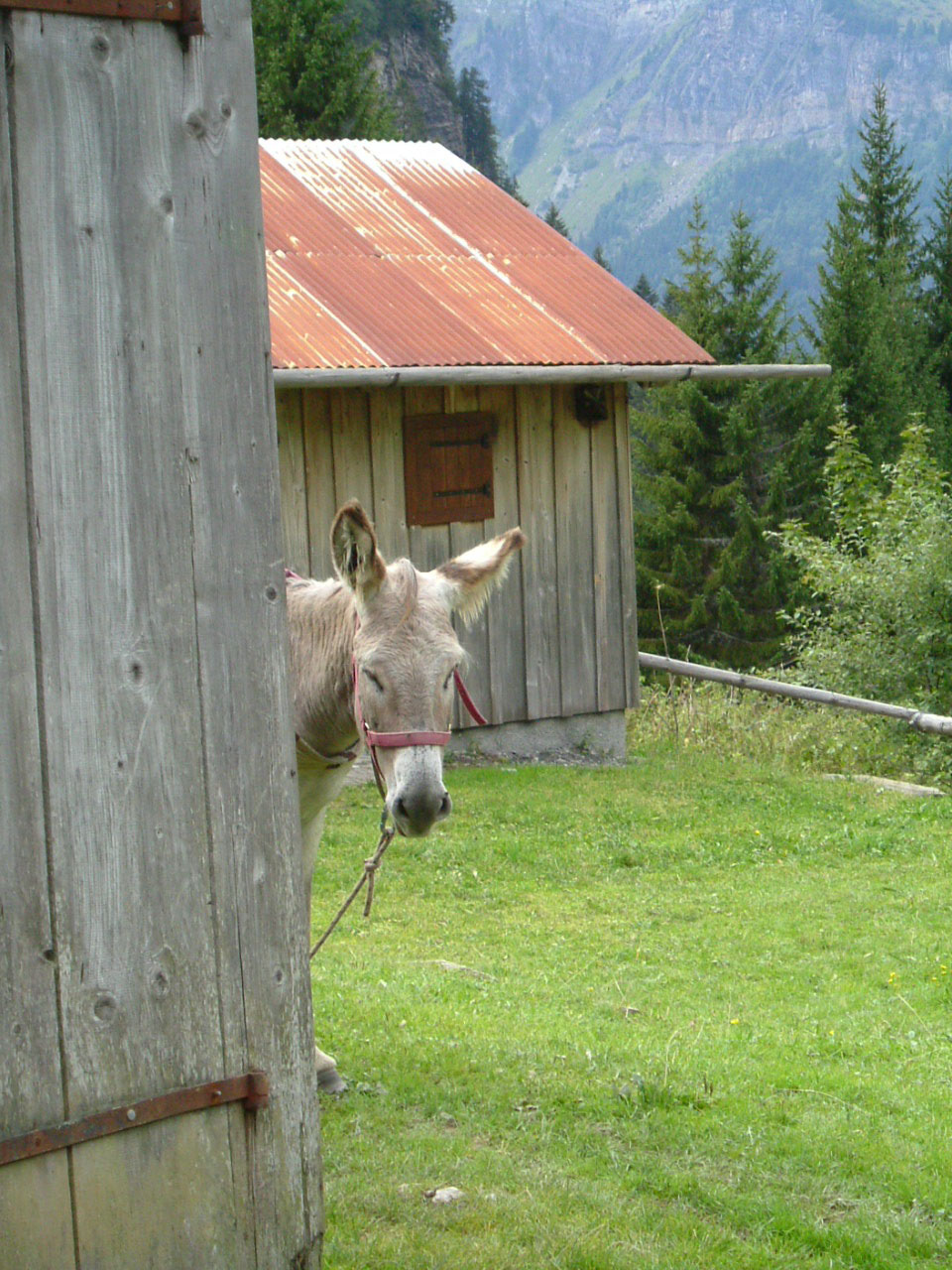 un âne en pension à Pralognan